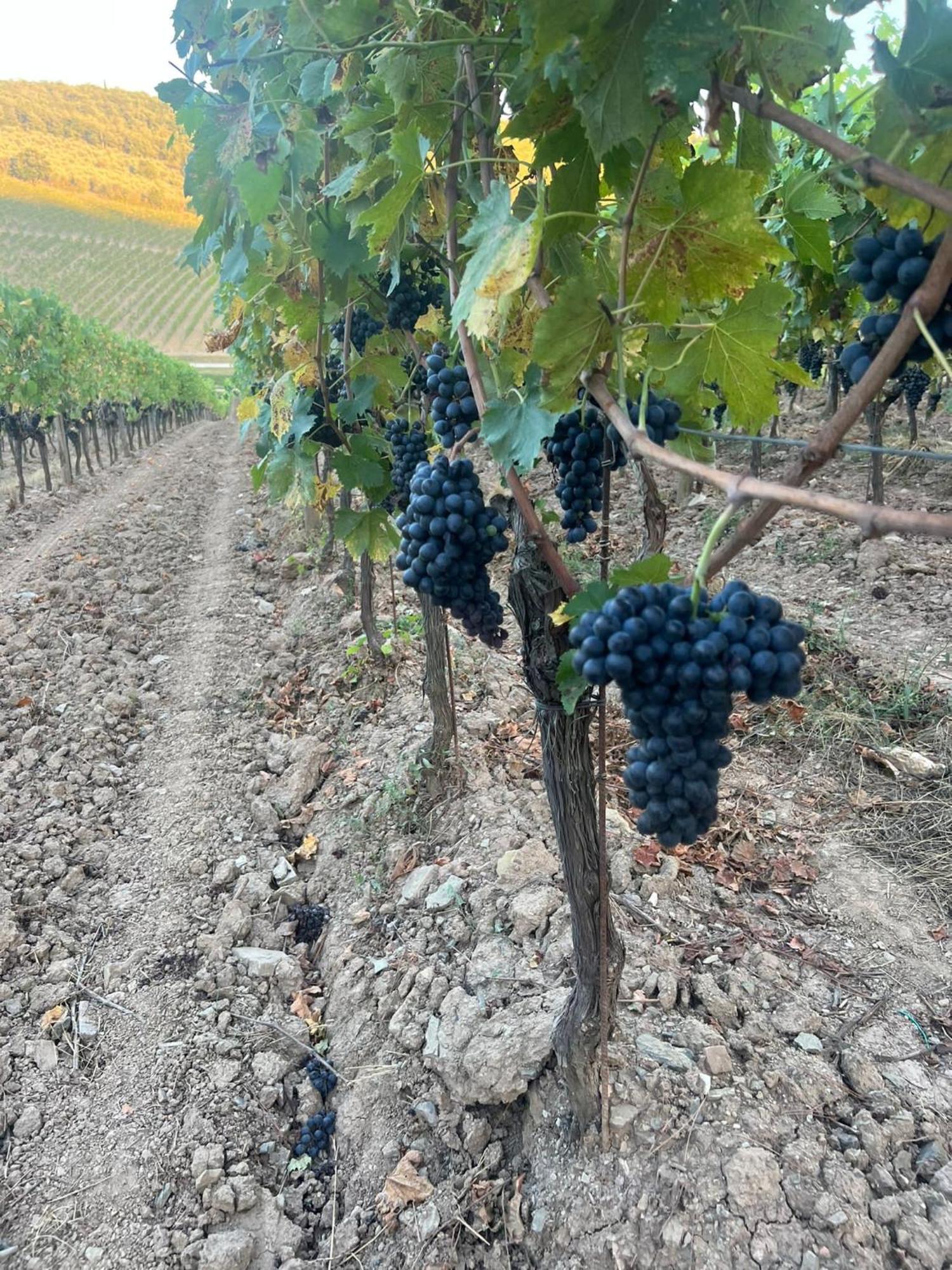 Locanda Podere Le Vigne 라다인키안티 외부 사진